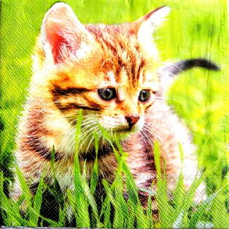 servetel hartie cu pisicute  0948